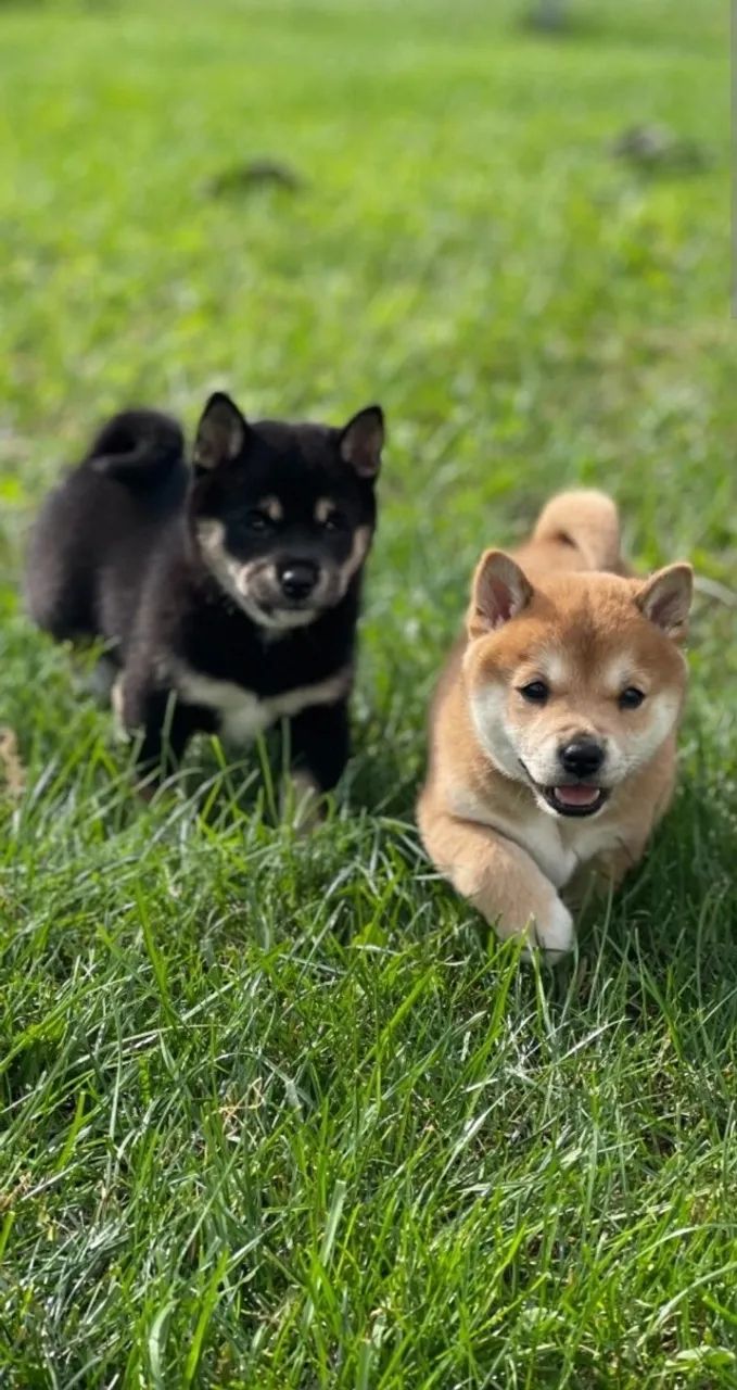 Shiba inu  - Foto 3