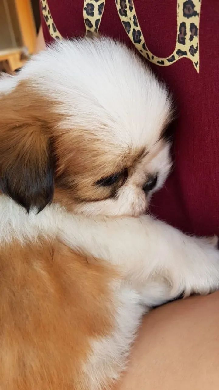 Shih Tzu adorável 