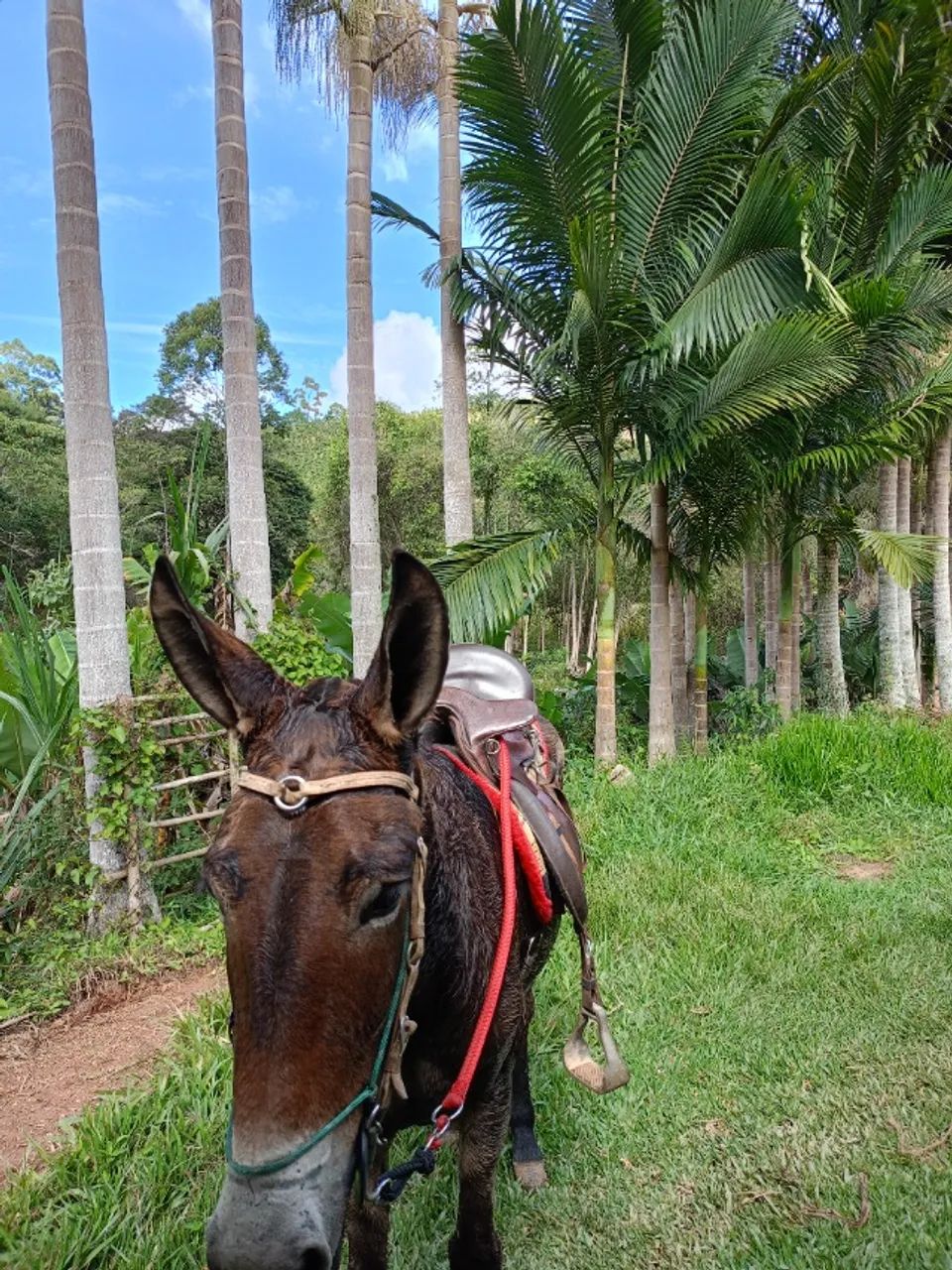 Burro muito bom de cela manço top - Foto 5