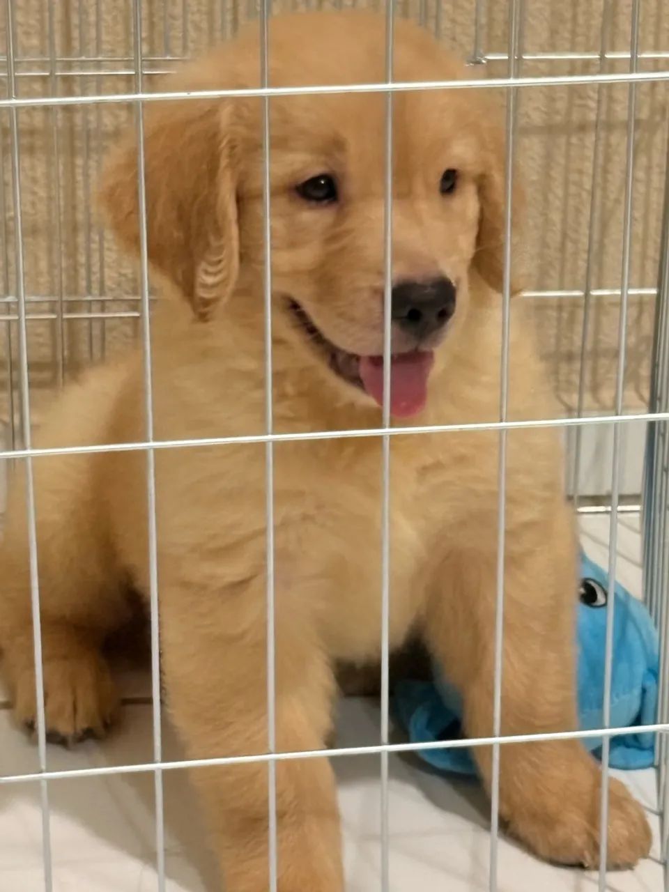 Golden Retriever com Pedigree - Foto 2