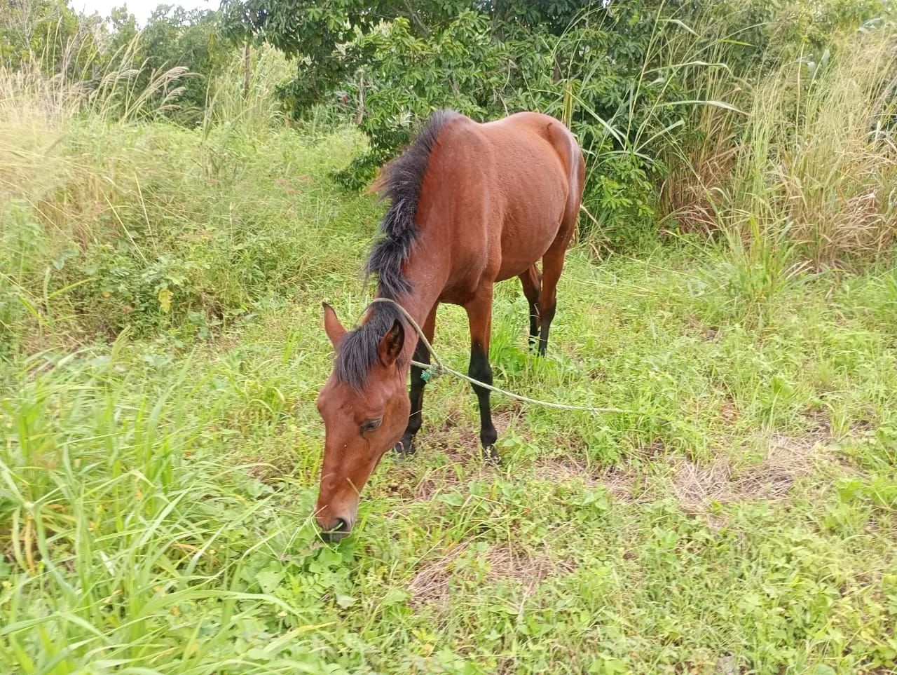 Potro - Foto 2