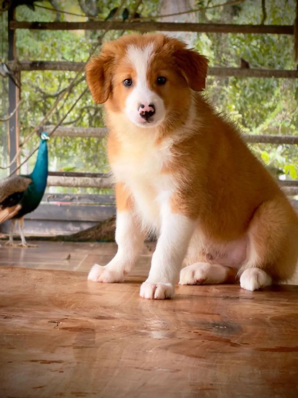 Border collie padrão  - Foto 2