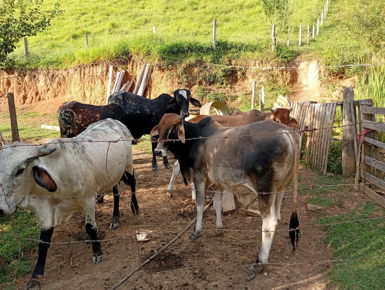 Agro  - Foto 2