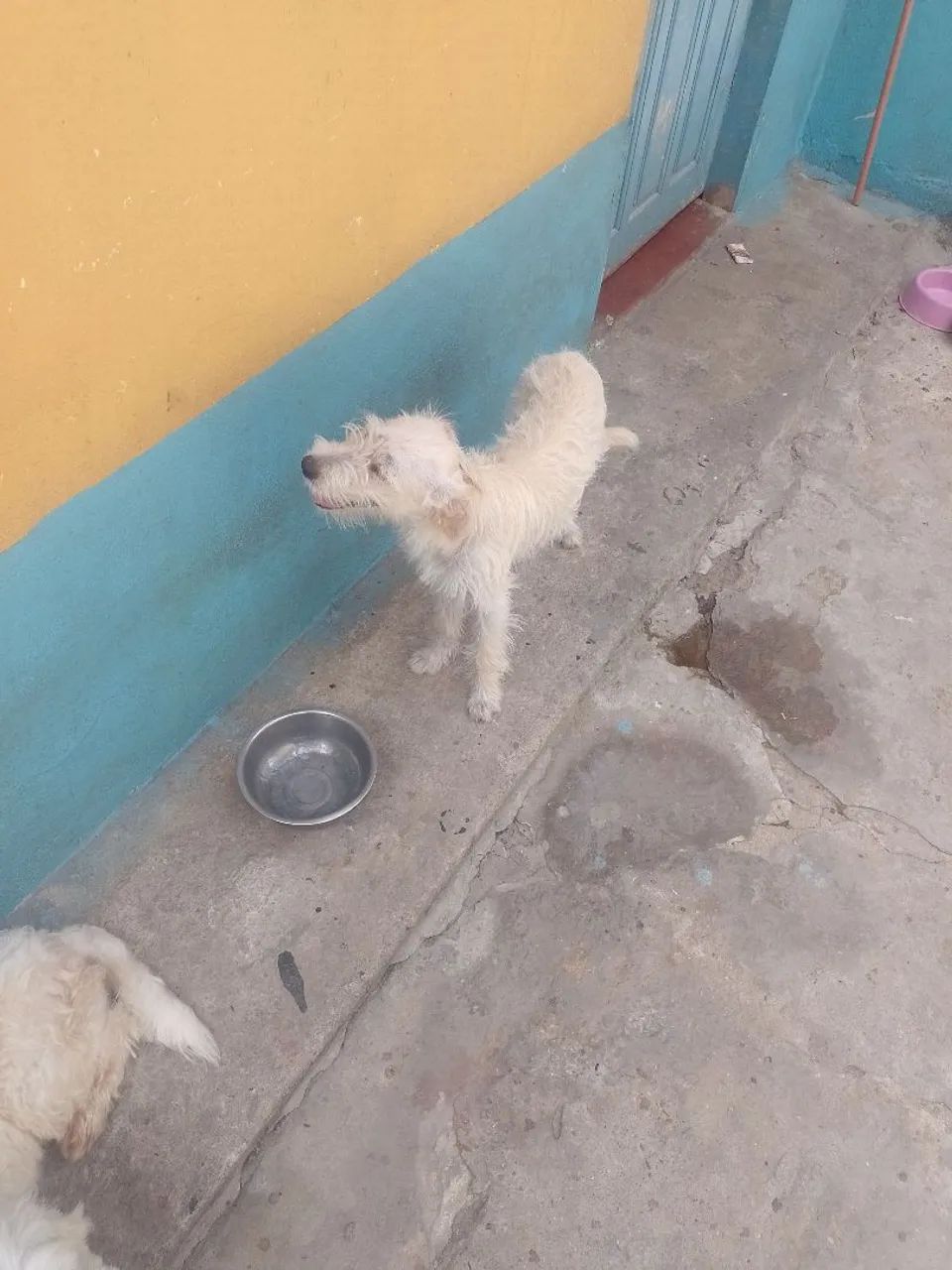 Cachorro para doação  - Foto 2