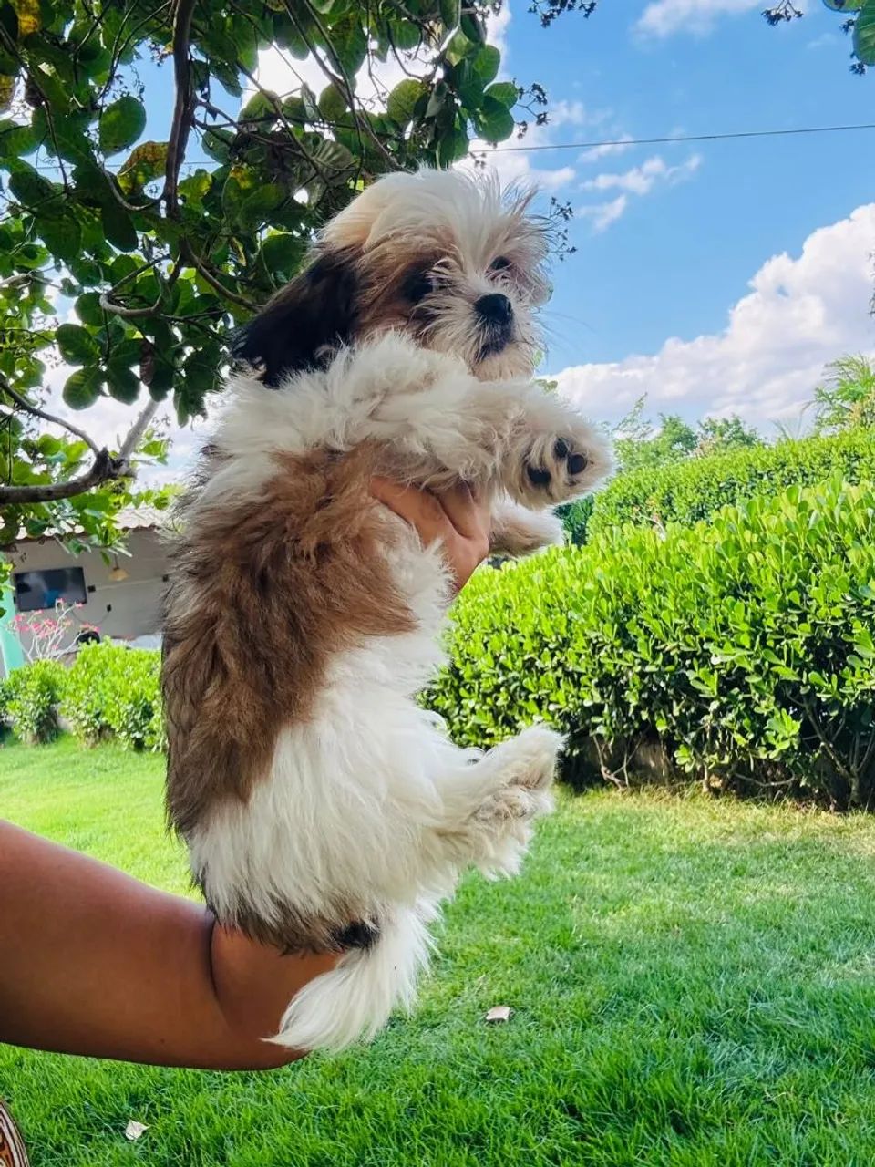 Promoção Lhasa Apso  - Foto 3