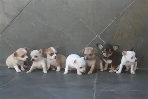 lindos e pequenos 