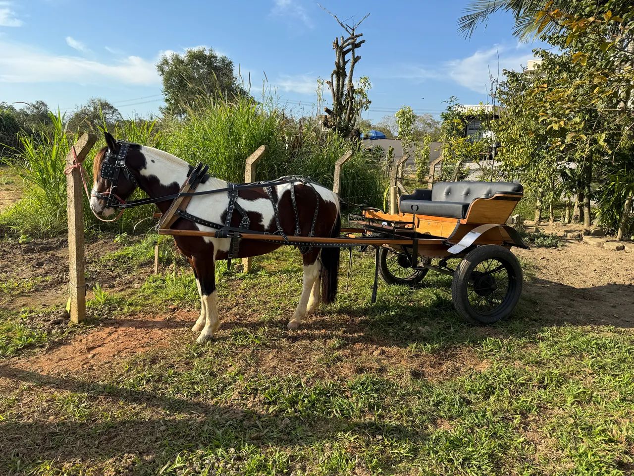 Cavalo crioulo Castrado  - Foto 6