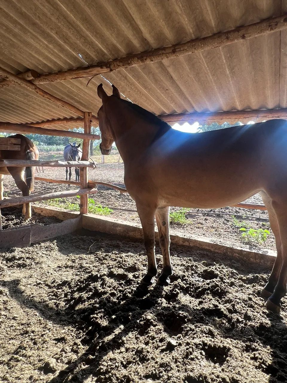 Mula de Patrão  - Foto 4