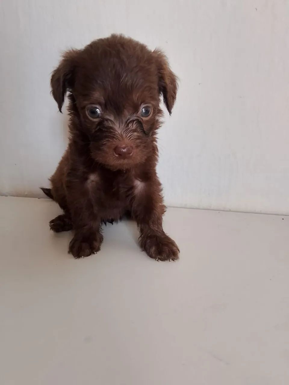 Vende,se filhotes de poodle toy  - Foto 3