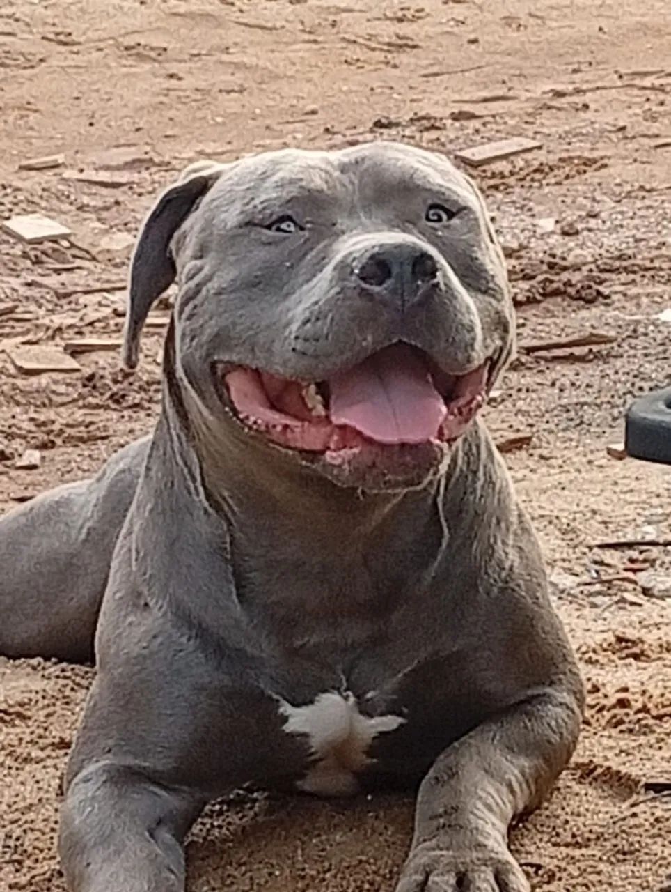 Pitmonster com pedigree 