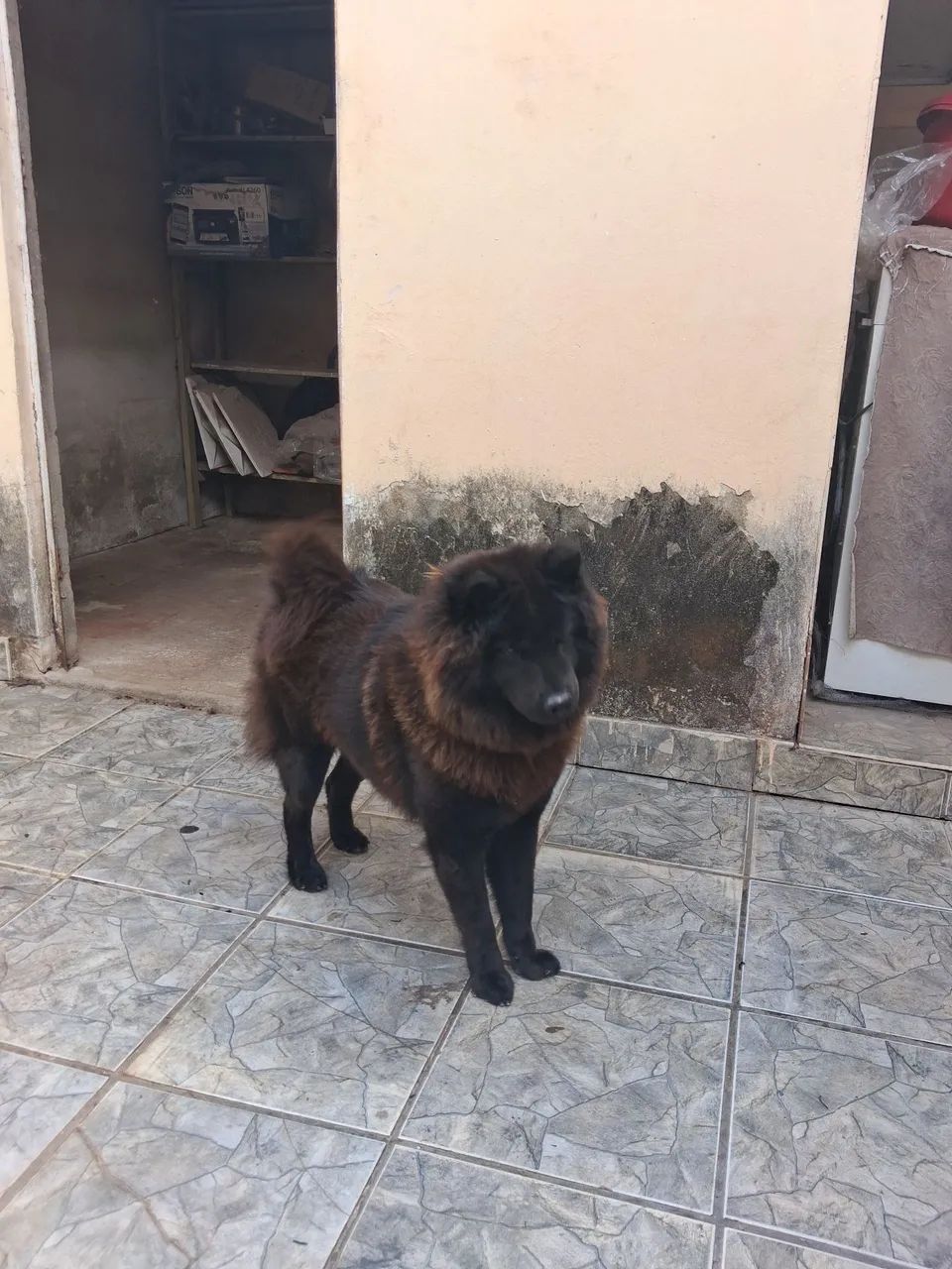 Vende-se chow chow - Foto 2