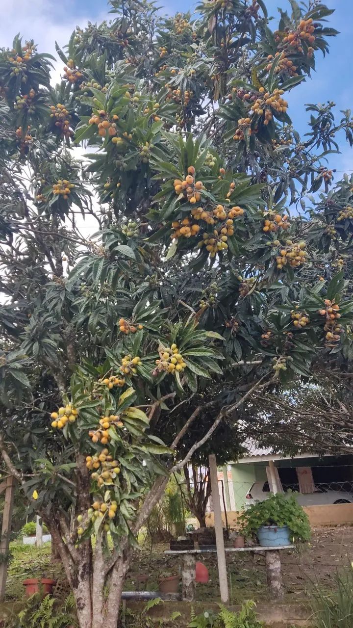 Laranjal - Foto 3