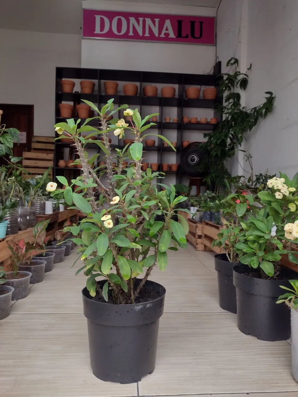 Plantas Naturais  - Foto 4
