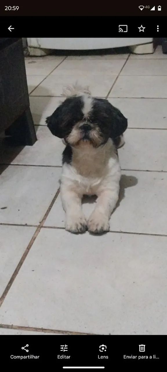 Filhote de cachorro - Foto 4