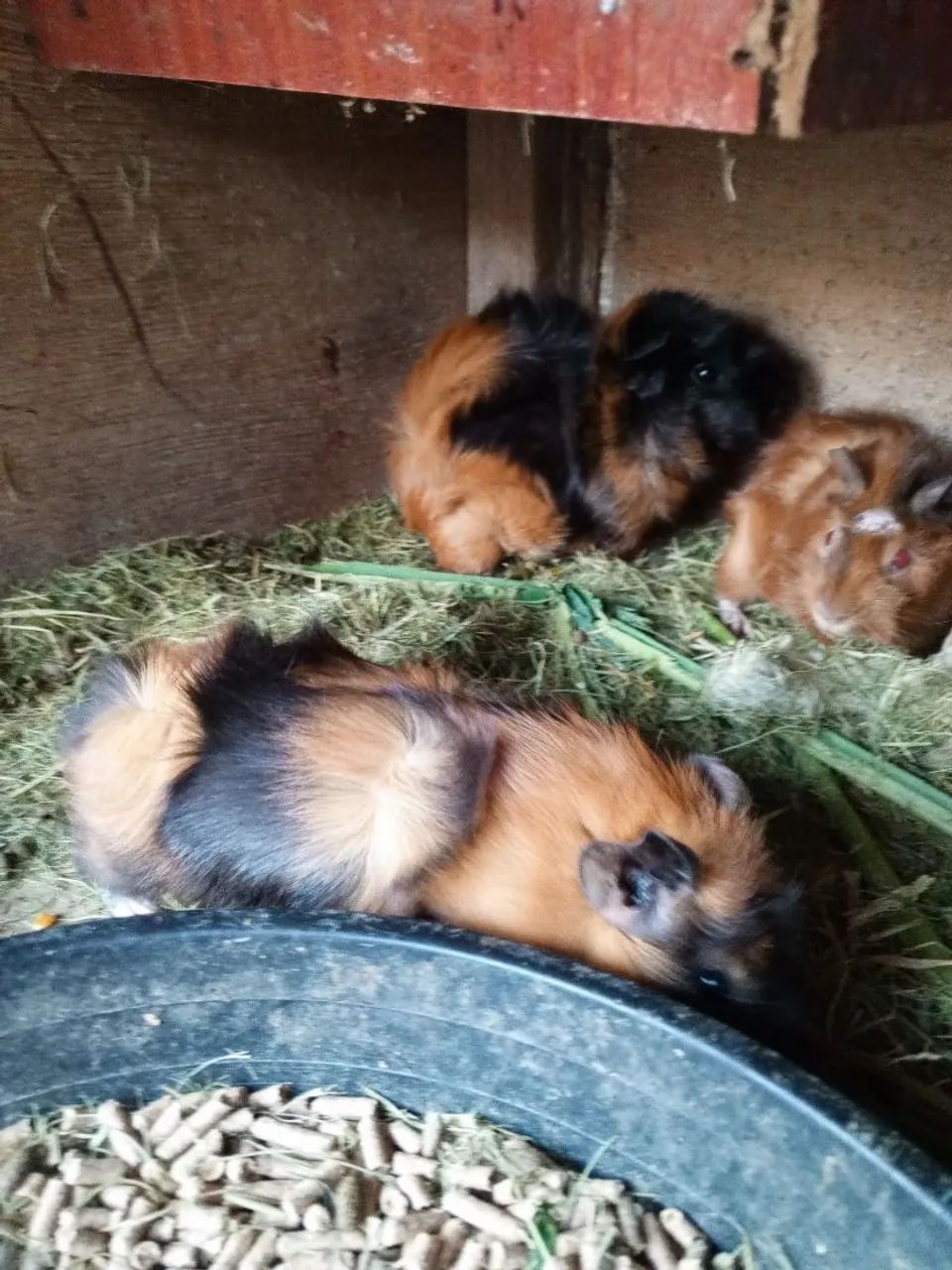 Porquinho da índia - Foto 5