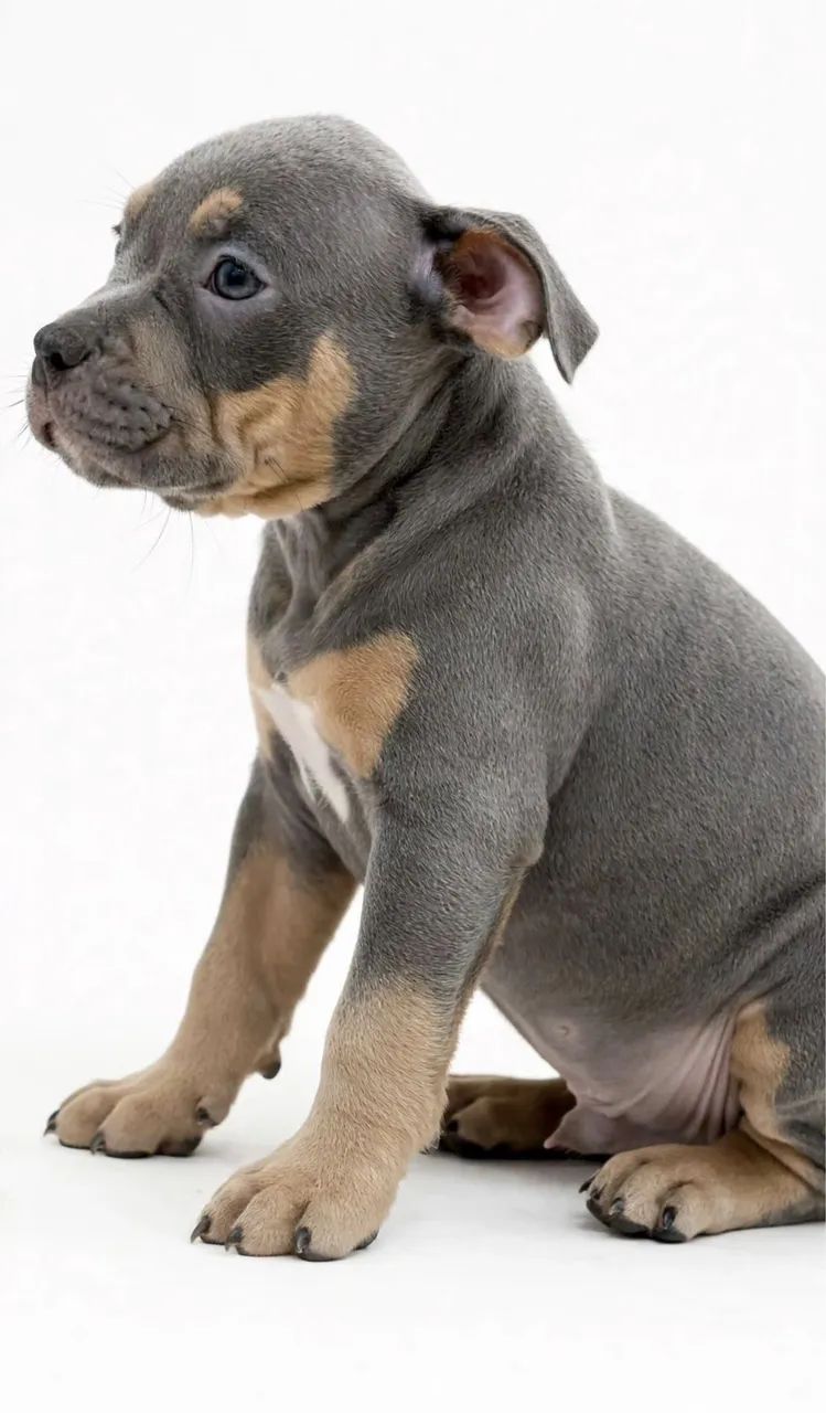 American Bully 