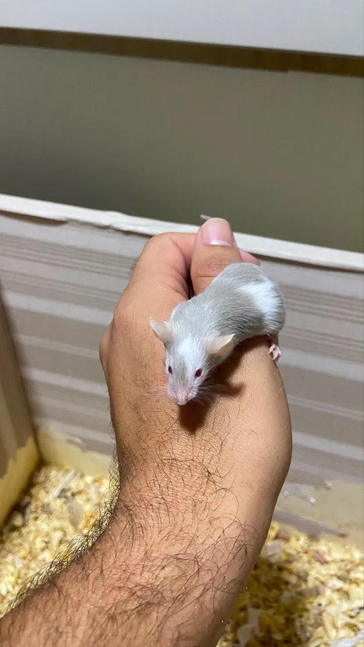 Doação 