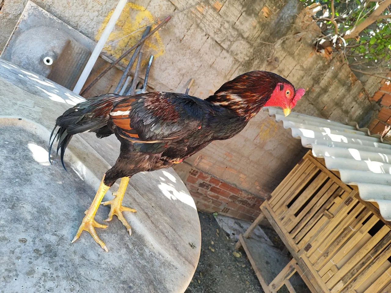 Vendo R$250 - Foto 3