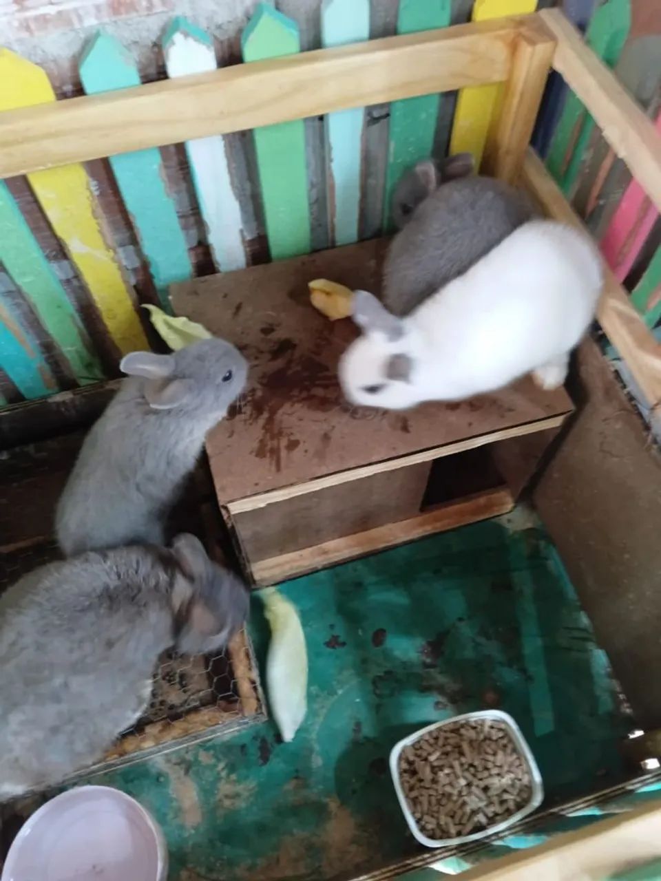 Coelhos anões adulto cinza e branco