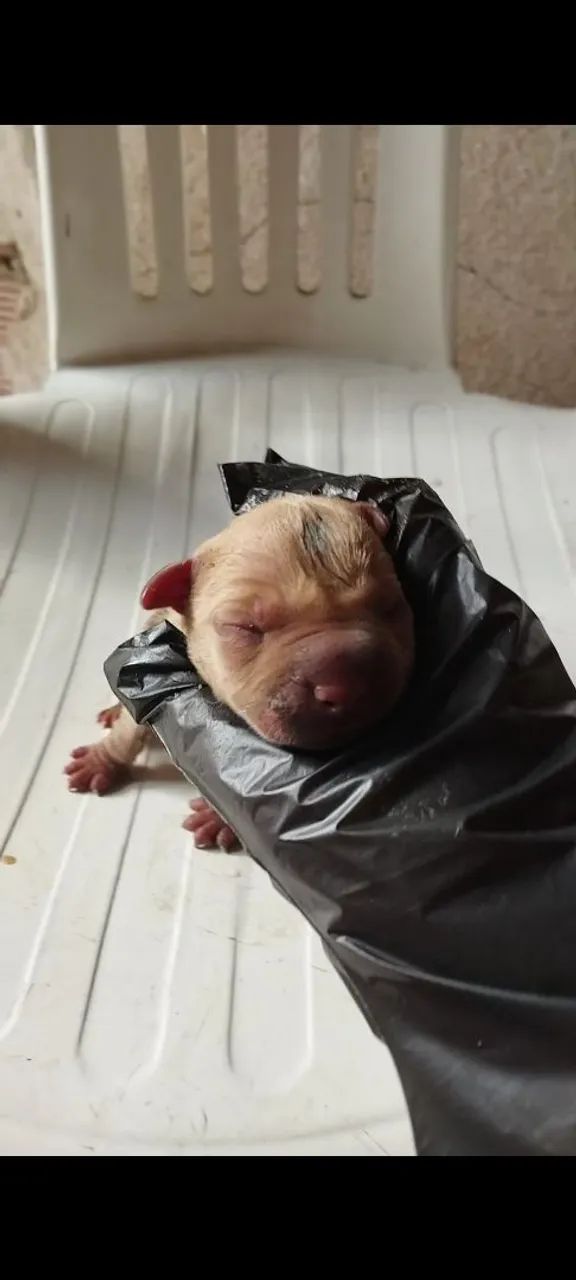 Filhotes de Pit Bull  - Foto 5