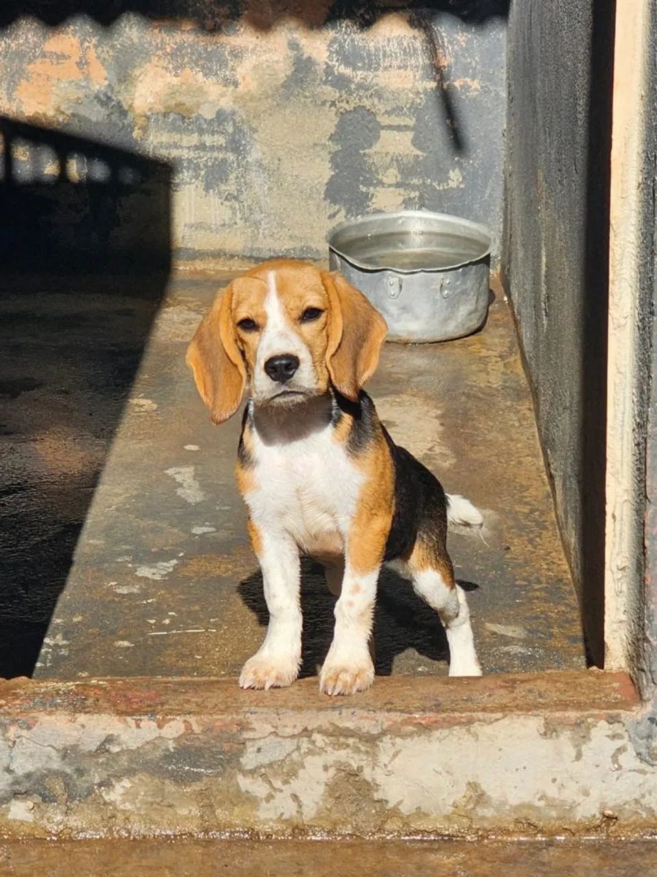 Beagle - Foto 2