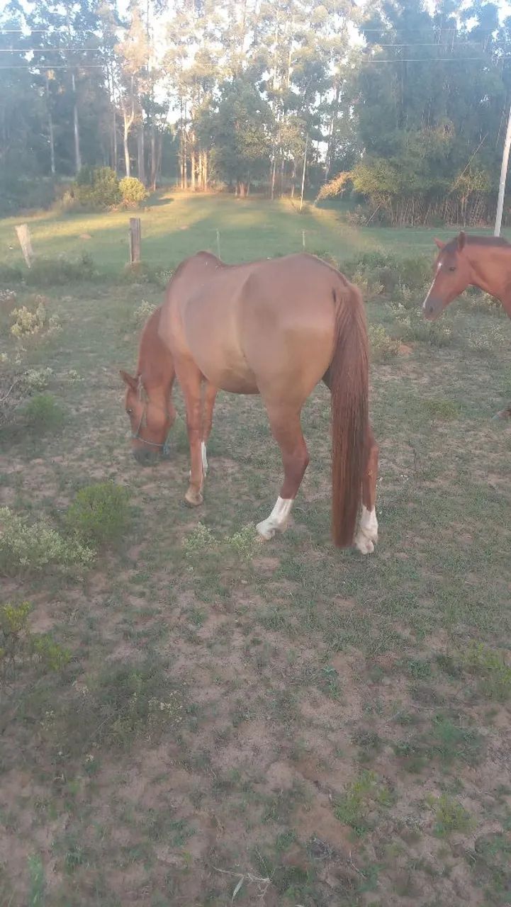 Cavalo bem manso  - Foto 4