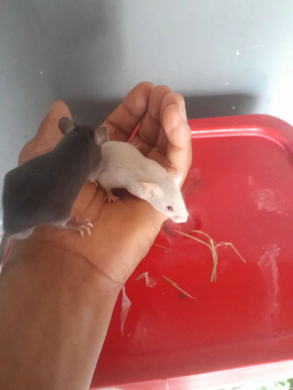 ? CAMUNDONGOS DE QUALIDADE PREMIUM - DISPONÍVEIS AGORA! ?