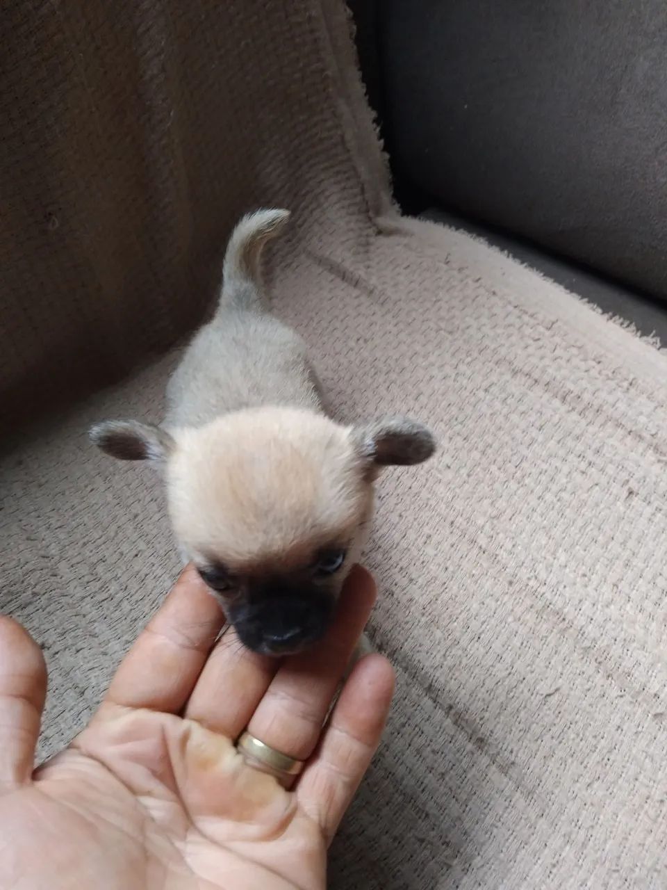 Chihuahua pelo curto 