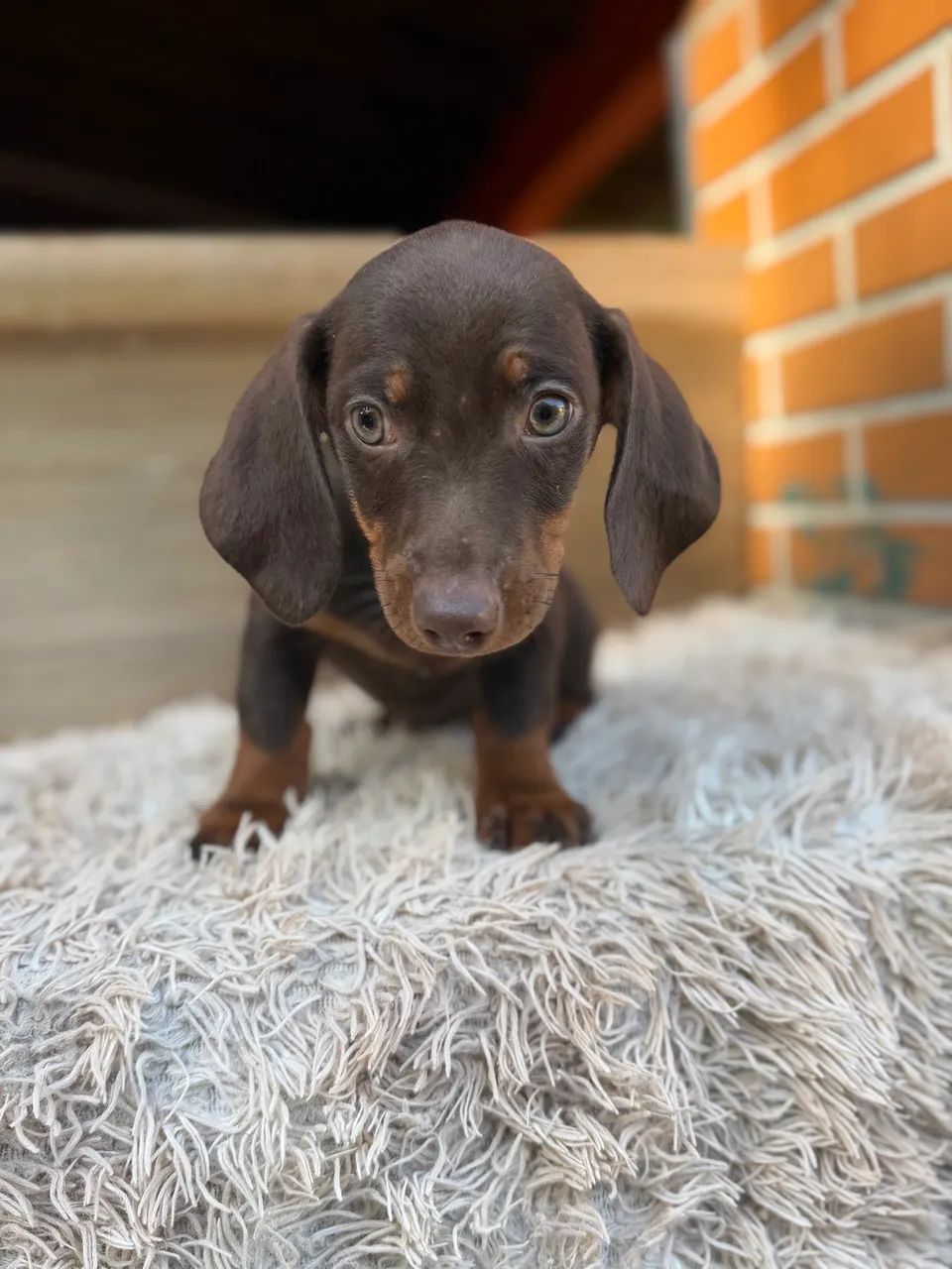 Dachshund macho chocolate  - Foto 4