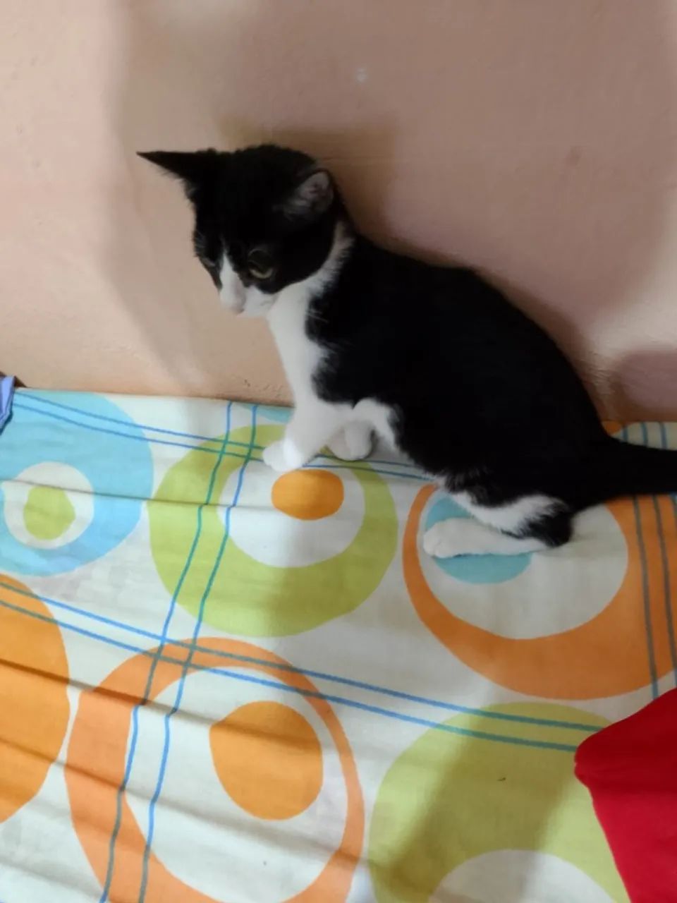 Gatinha castrada - Foto 4