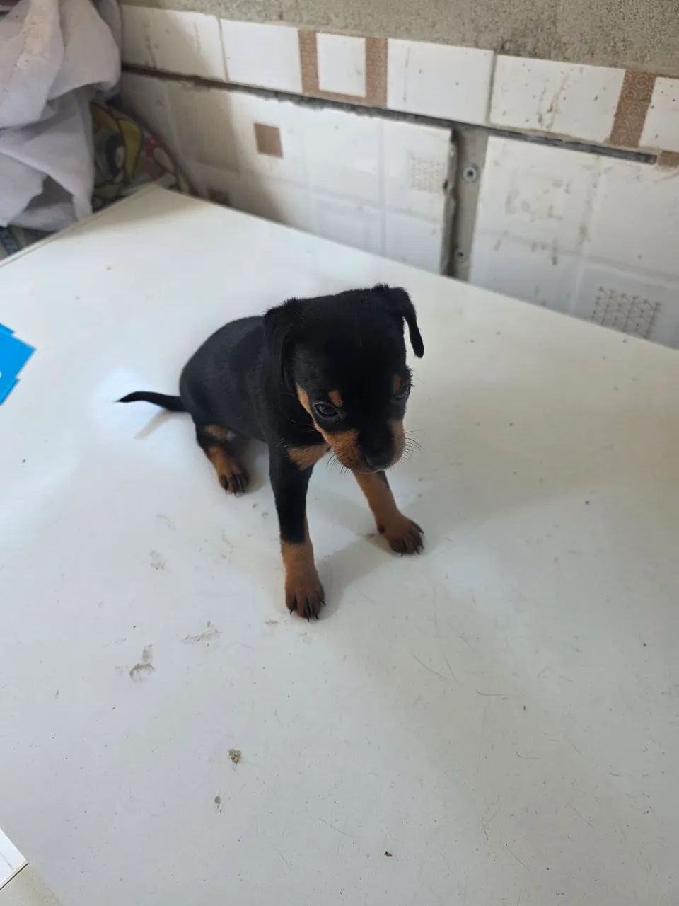 Pinscher N° 2 - Foto 4
