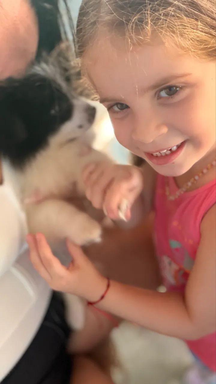 Spitz alemão  - Foto 3