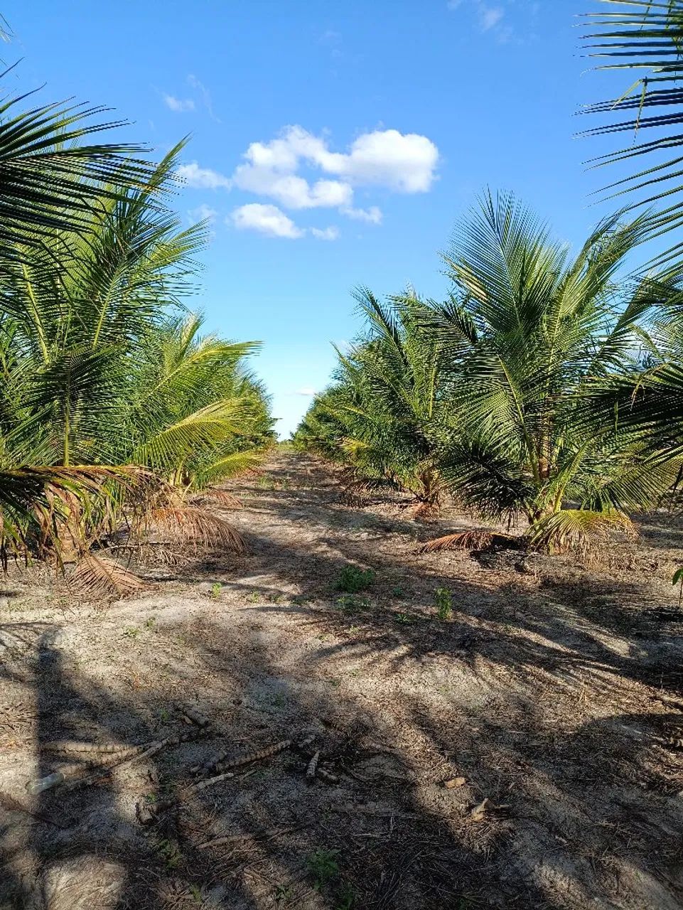 Propriedade rural  - Foto 4