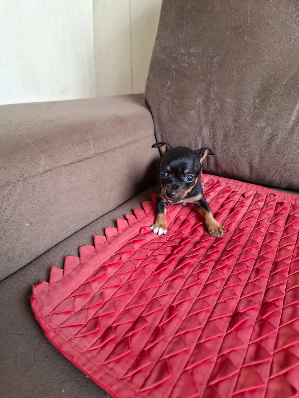 LINDO PINCHER ZERO!! - Foto 3