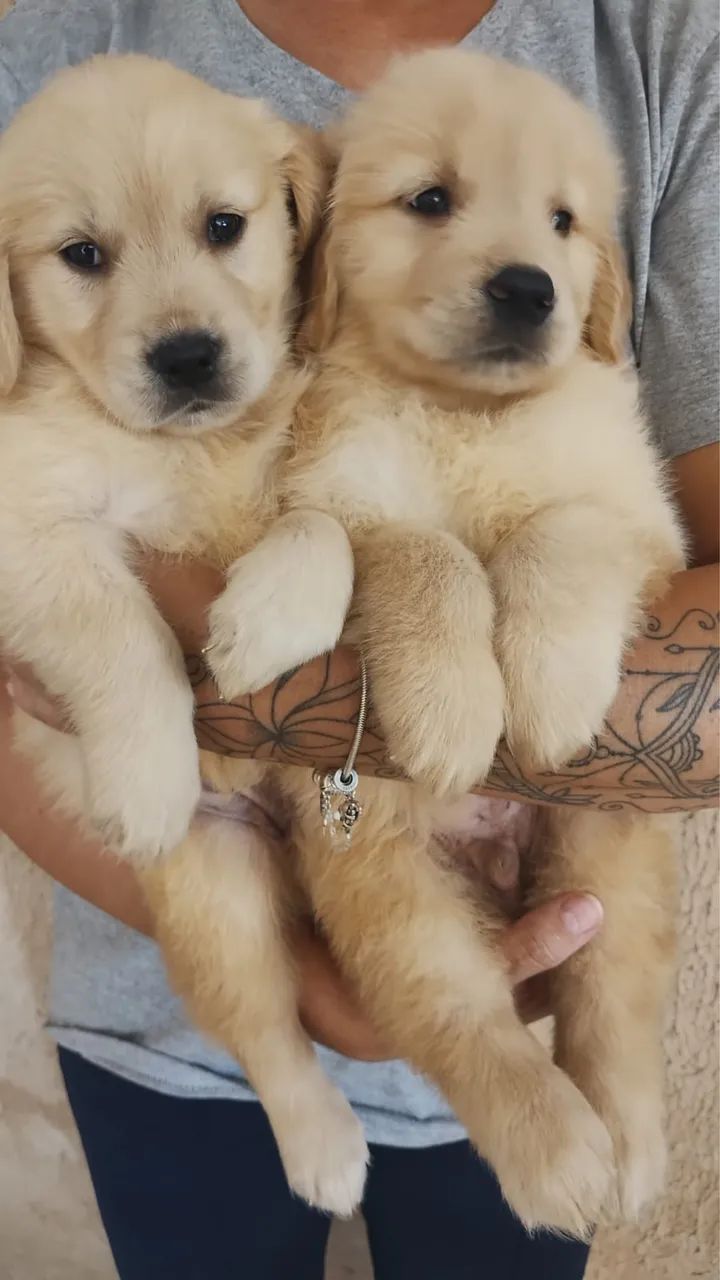Golden retriever 55 Dias 