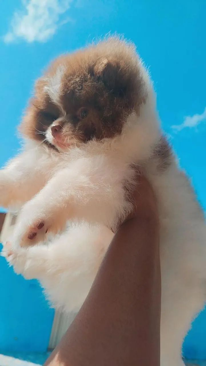 luli da pomerania - Foto 2