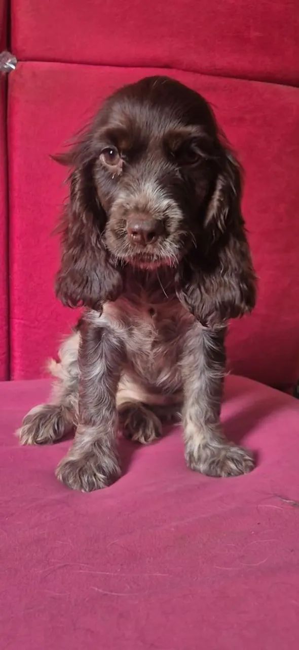 Filhote de Cocker Spaniel Inglês  - Foto 5