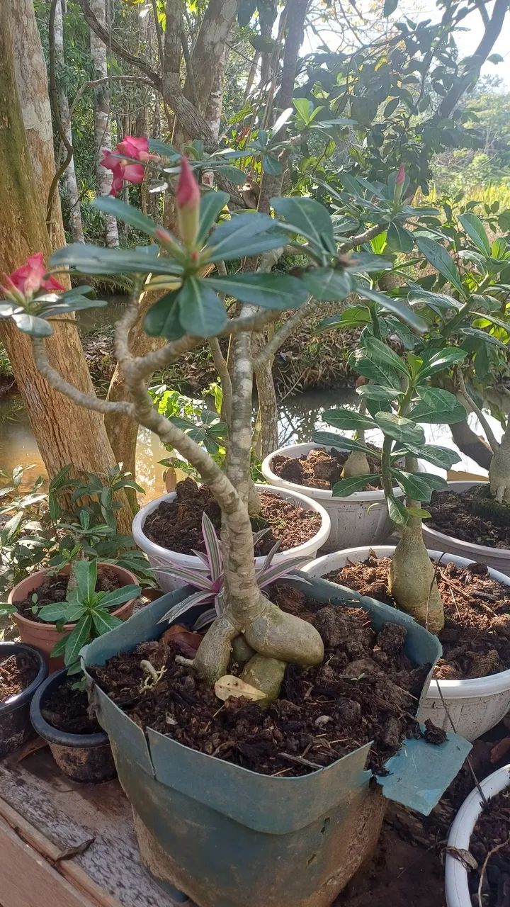 Vendo Rosas do Deserto - Foto 2
