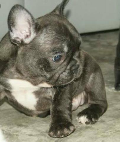 Bulldog francês (no cartão)