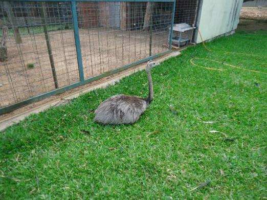 Terreno à venda em Aberta dos morros, Porto alegre cod:MI17355 - Foto 17
