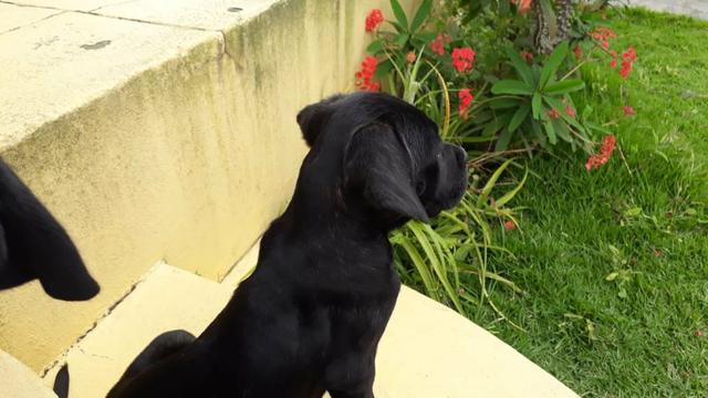 Filhote de Cane Corso - Foto 6