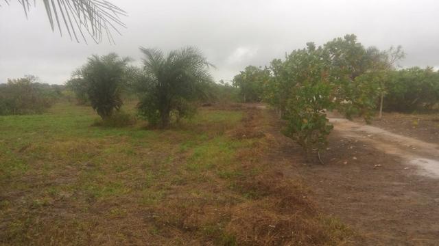 Chácara com casa árvores frutíferas 8.712 m² - Foto 3