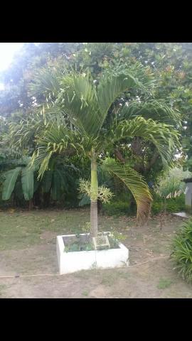 Mudas de Palmeira Imperial 60cm - Foto 2