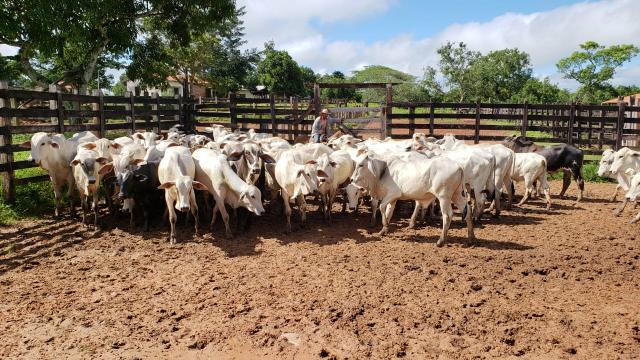 Arrendo pasto para 3 mil cabeças