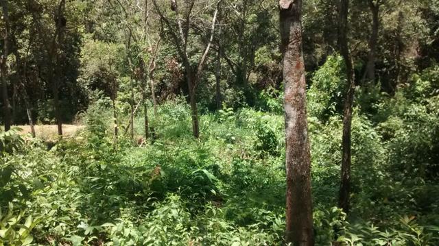 Chacara de 1.000m2 com muita Agua corrente - Foto 3