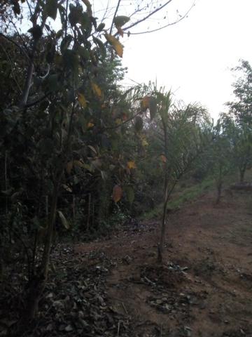 Chácara de 1500m2 - Foto 3
