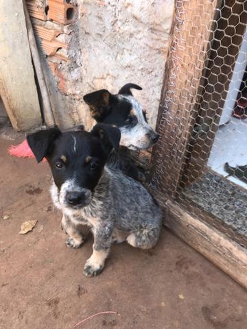 Filhotes Blue Heeler - Foto 6
