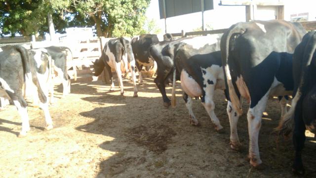 Vacas leiteiras e novilhas, imposto e frete grátis gado em Minas - Foto 2