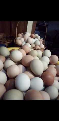 Vendo ovos caipiras e galinhas caipiras  - Foto 2
