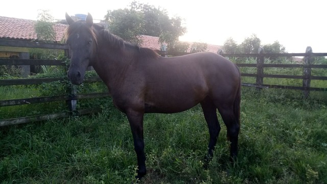 CAVALO MM / QM Castrado 